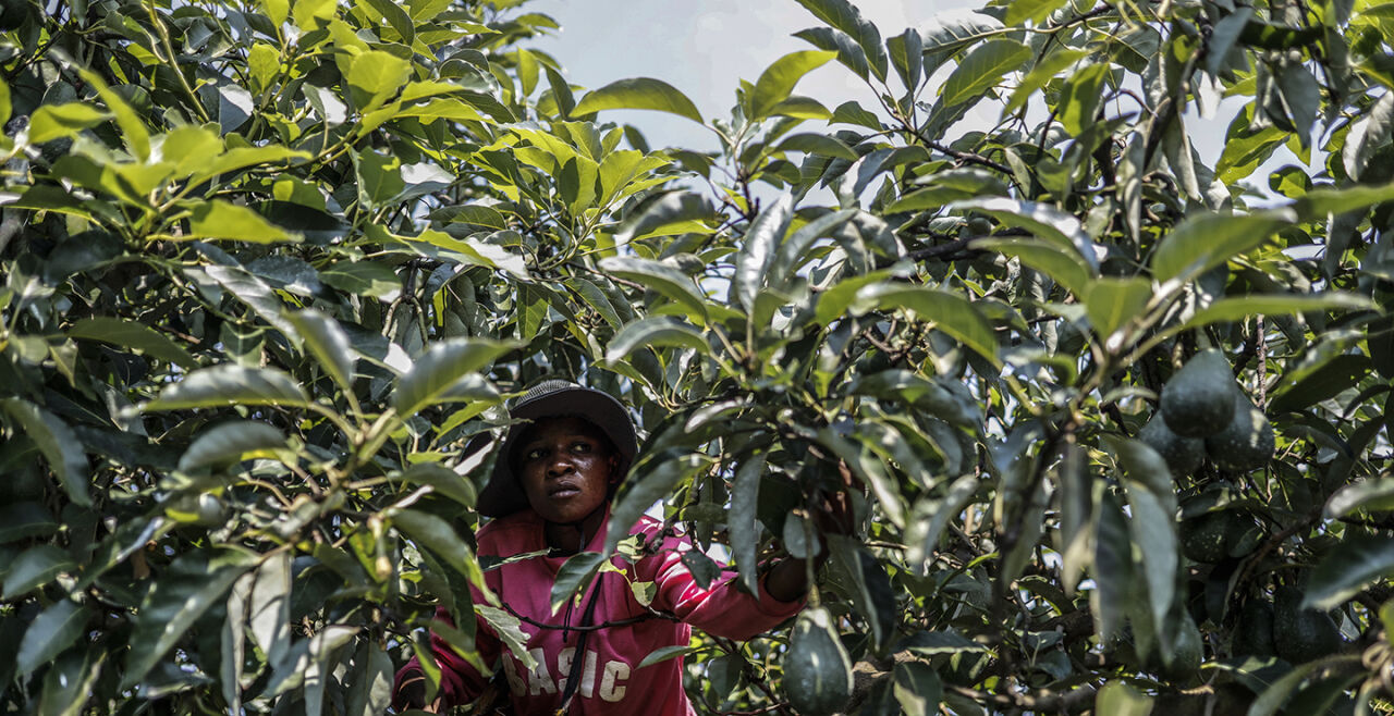 Um Avocado-Ernte betrogen - Besorgt schaut ein Landarbeiter auf einer Avocado-Plantage in Südafrika, ob die Früchte noch am Baum sind. Der weltweite Avocado-Boom machte die Frucht zu einem begehrten Diebesgut. Ein Sinnbild auch für die globale Ernährungssituation: Ohne Kontrolle über globale Lieferketten und Zugang zu Land, Wasser und Saatgut hungern am meisten Menschen dort, wo Nahrungsmittel produziert werden. - © APA/AFP/Guillem Sartorio