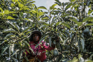 Um Avocado-Ernte betrogen - Besorgt schaut ein Landarbeiter auf einer Avocado-Plantage in Su¨dafrika, ob die Fru¨chte noch am Baum sind. Der weltweite Avocado-Boom machte die Frucht zu einem begehrten Diebesgut. Ein Sinnbild auch fu¨r die globale Ernährungssituation: Ohne Kontrolle u¨ber globale Lieferketten und Zugang zu Land, Wasser und Saatgut hungern am meisten Menschen dort, wo Nahrungsmittel produziert werden. - © APA/AFP/Guillem Sartorio