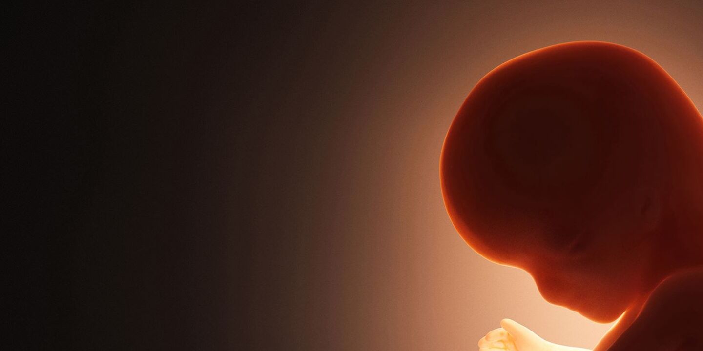 Embryo - © Foto: istok