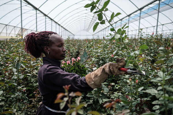 kenia - © Foto: APA / AFP / Yasuyoshi Chiba
