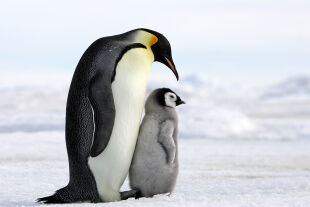 Pinguin  - © Foto: iStock/ Michel VIARD