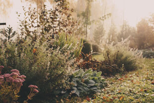 Garten - © Foto: iStock/Mkovalevskaya