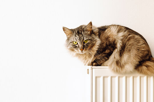 KatzeHeizen Heizkörper - © Foto: iStock / Larisa Stefanuy