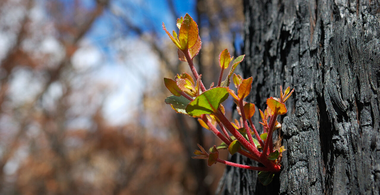 Pflanze Baum Wachstum - © Foto: iStock/robcruse