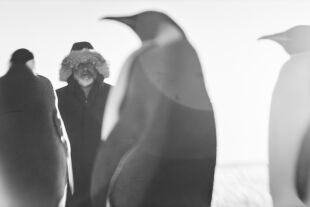 Rückkehr zum Land der Pinguine - © Polyfilm