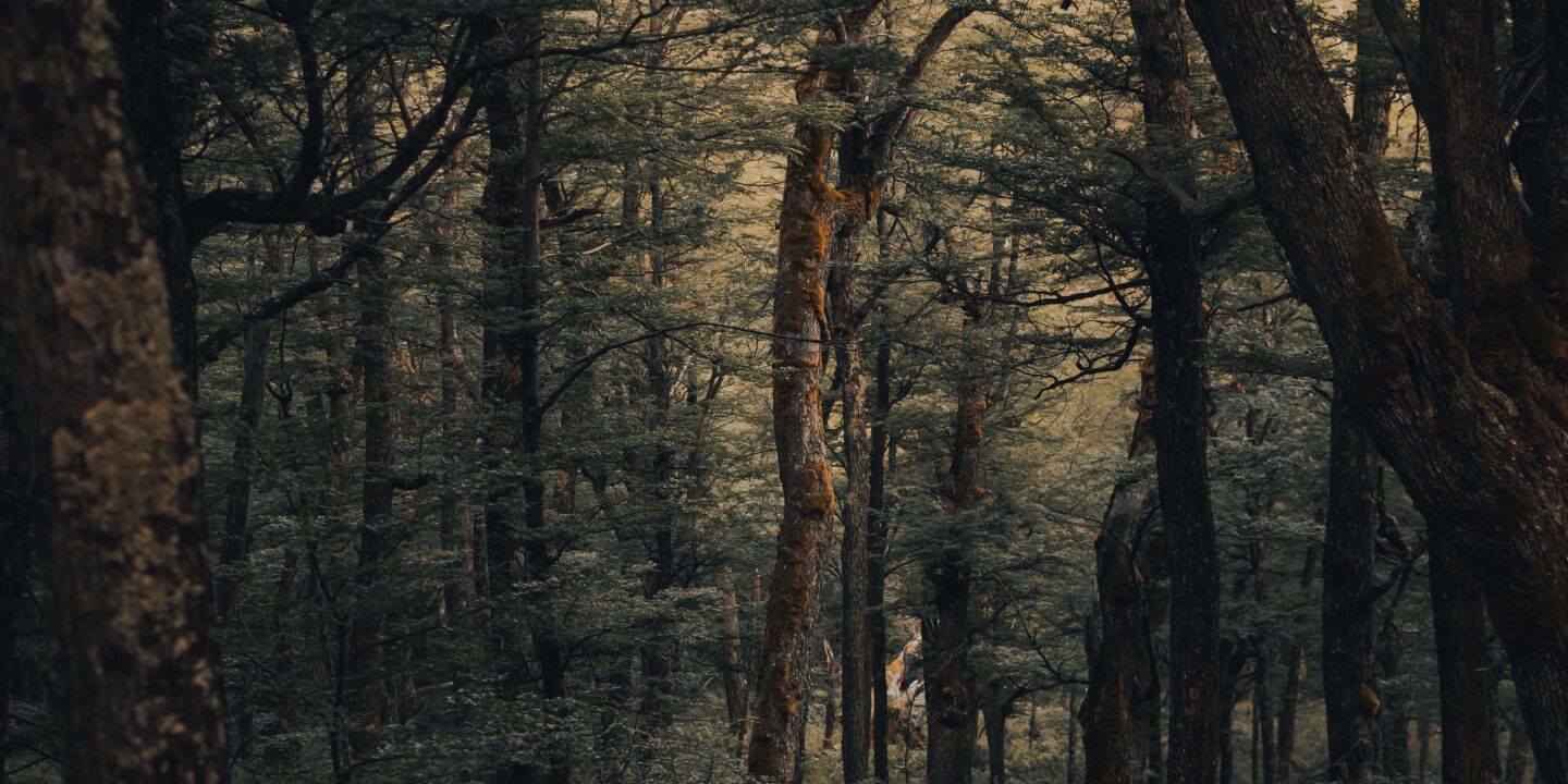 Wald - © Foto: canva