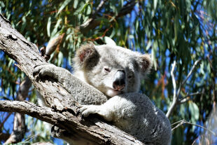 Koala neuer Nationalpark Aufmacher - © Stuart Blanch / WWF