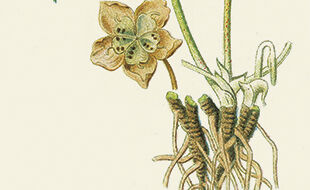 Vorschau Helleborus niger - © Foto: iStock/ZU_09