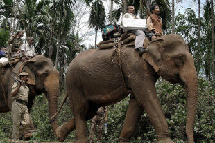 Indien Elefant Wahlmaschinen - © AFP Photo STR