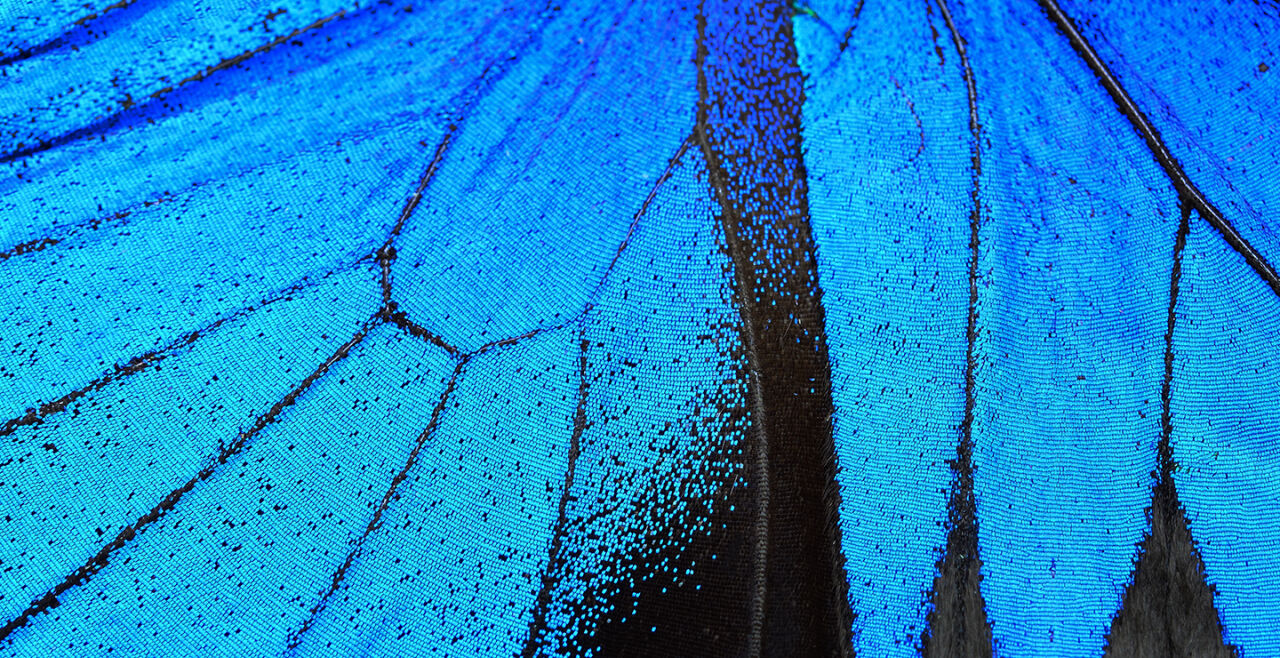 Schmetterling Flügel fragil verletzlich - © Foto: iStock/PanuRuangjan