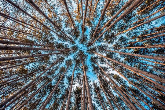 Wald Wachstum - © Pixabay