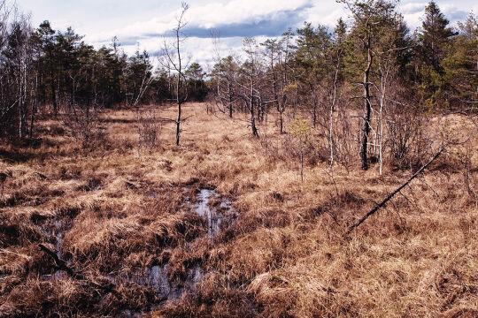 Ibmer Moor Natur Renaturierung - © iStock/andieymi