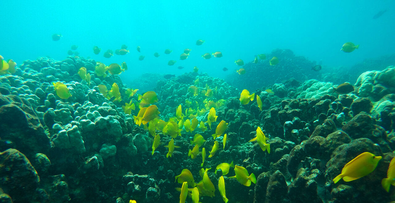 Versauerung - Die Auswirkungen der Übersäuerung des Meerwassers kann man bereits heute beobachten. Sie treffen ein Korallenriff umso schwerer, wenn es weiteren Stressfaktoren wie zum Beispiel Verschmutzung ausgesetzt ist. - © Foto: picturedesk.com / AP Photo / Brian Skoloff