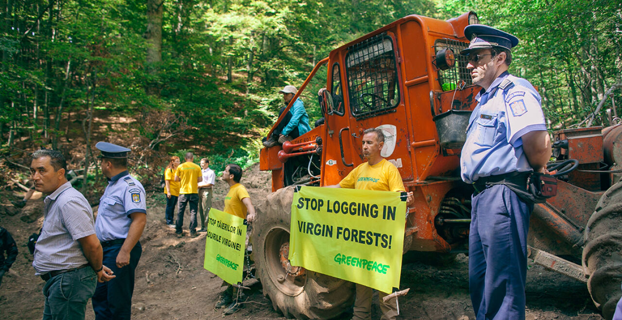Proteste im Urwald - Proteste im Urwald - © Foto: Cristian Grecu / Greenpeace