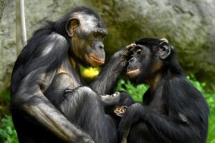 Bonobos - © iStock / Jeff McCurry