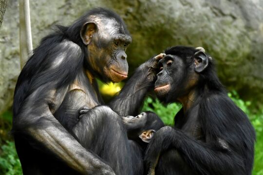 Bonobos - © iStock / Jeff McCurry