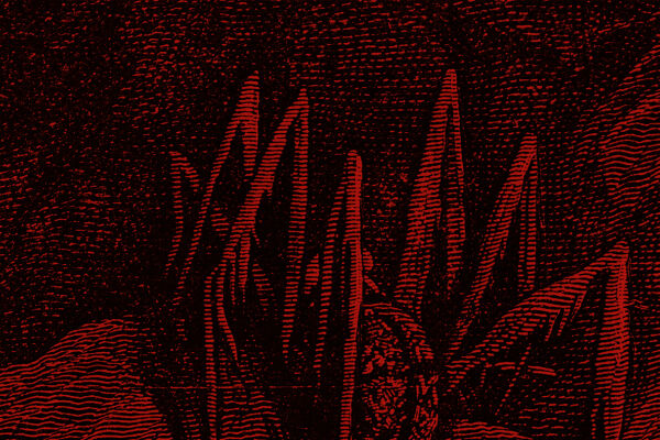 Hintergrund11 - Ausschnitt eines rot-schwarz-stilisierten Linolschnittes, auf dem eine Spinne zu sehen ist. - © Illustration: iStock/duncan1890