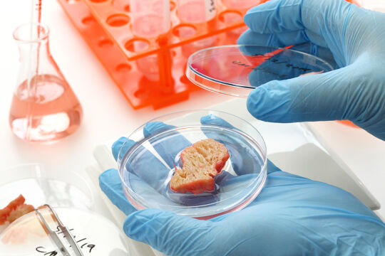 In-vitro-Fleisch - Weltweit versuchen Wissenschafter, Fleisch aus einzelnen Zellen herzustellen. Aus einer Biopsie wird im Labor ein Stück Gewebe, das dann weiter zum Wachstum angeregt wird. - © Foto: iStock / bonchan