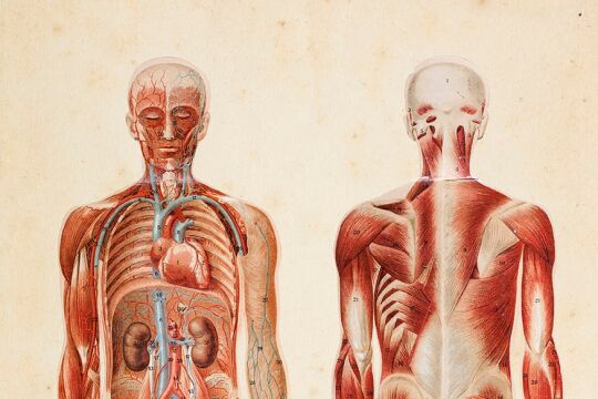 Anatomie - © Foto: iStock / Grafissimo