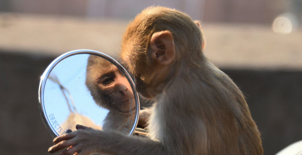 Spiegeltest - Menschenaffen wie Schimpansen und Orang-Utans können sich im Spiegel selbst erkennen. Bei Rhesusaffen lässt sich diese Fähigkeit zumindest trainieren (Bild: Makake im Spiegel eines Motorrads; Jaipur / Indien). - © APA / AFP / Dominique Faget