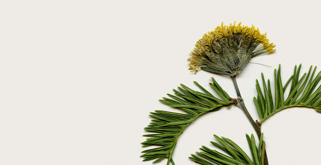 Gepresste Blume - ©  Collage: Rainer Messerklinger