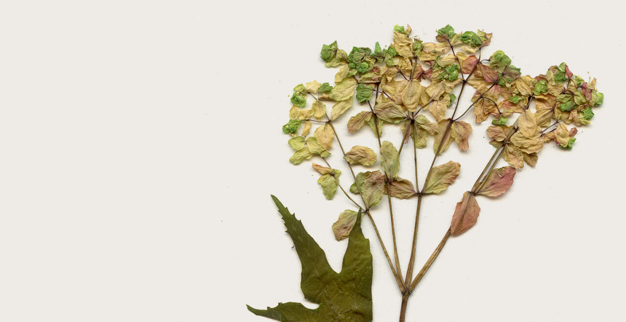Pflanzen - © Collage: Rainer Messerklinger