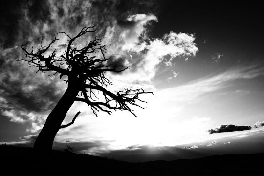 Baum - © Foto: iStock/ImagineGolf (Bildbearbeitung: Florian Zwickl)