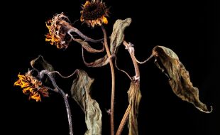 Natura morta - © Foto: iStock /kyoshino