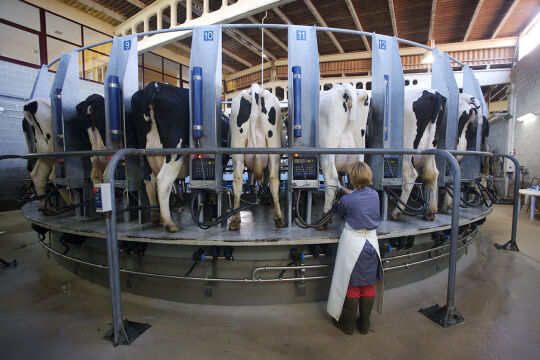 Weißes Gold - <strong>Milchindustrie</strong><br />
Während eine Milchkuh vor 70 Jahren rund fünf Liter Milch pro Tag gab, sind es heute 20 – bei einzelnen Kühen gar 50 Liter täglich (im Bild: ein milchproduzierender Großtrieb in A Coruña im spanischen Galizien mit mehr als 300 Kühen). - © Getty Images / Xurxo Lobato / Cover