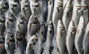 Fisch - © Foto: iStock/vision4ry-l4ngu4ge