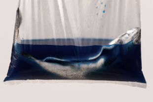 Forelle blau - © Elisabeth Schutting 