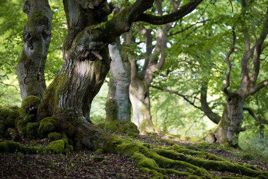 Wald - © Foto: iStock/digital_eye