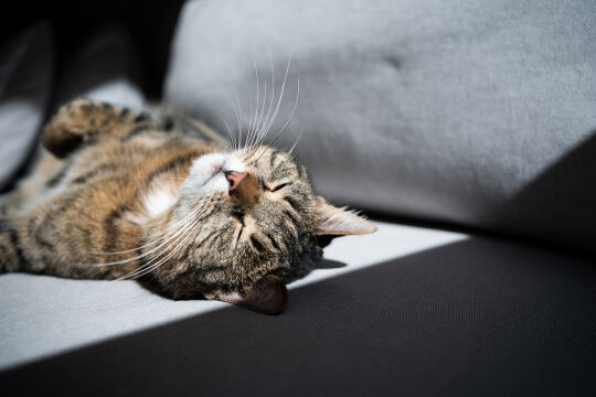 Schlafkatze - © Foto: iStock / Nils Jacobi