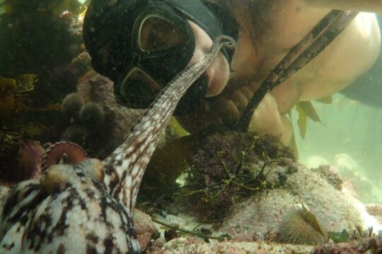 My Octopus Teacher - © Netflix