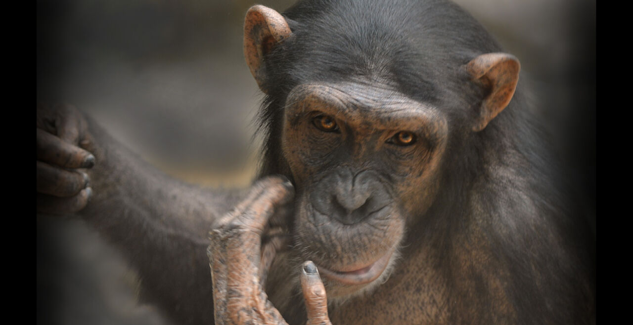 Schimpanse - © Foto: Anja Krug-Metzinger Filmproduktion GmbH