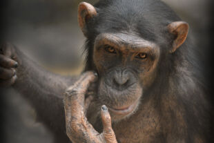 Schimpanse - © Foto: Anja Krug-Metzinger Filmproduktion GmbH
