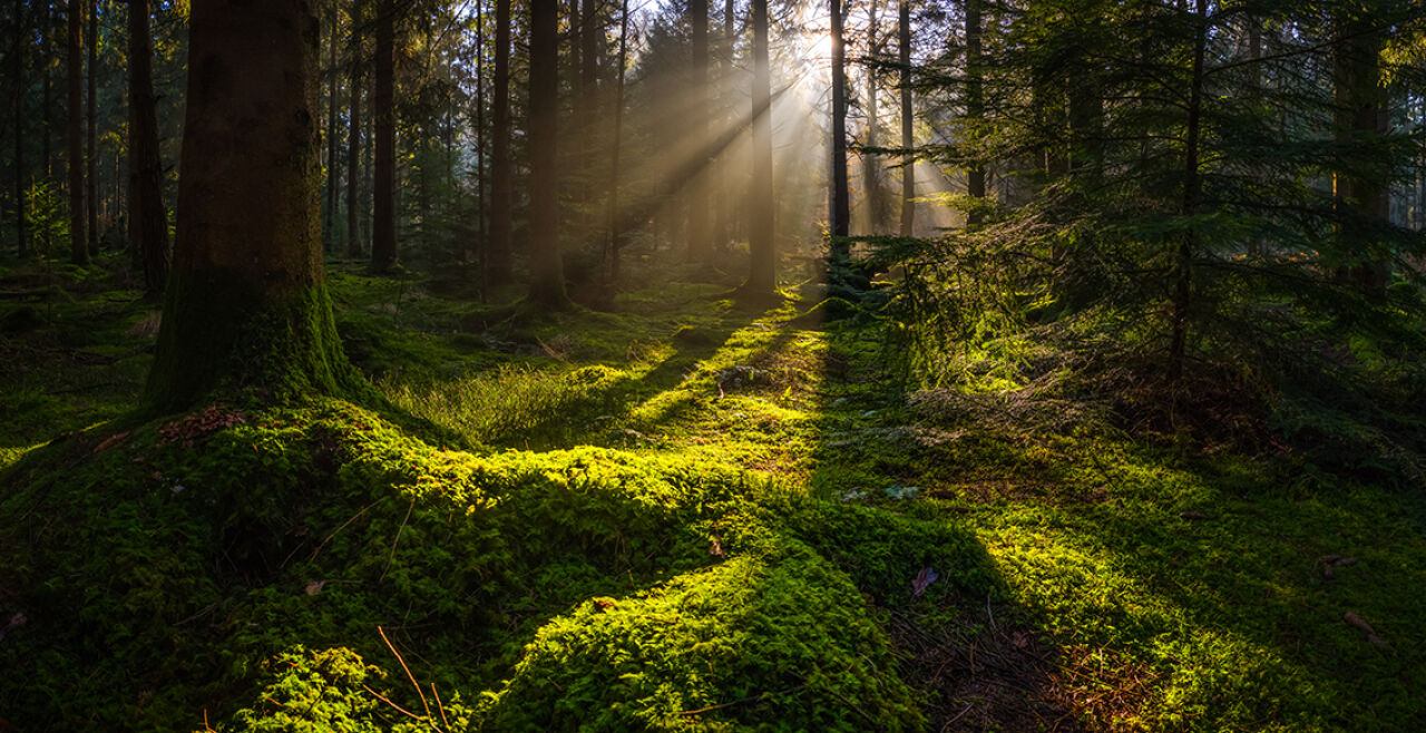 Wald - © Foto: iStock/fotoVoyager