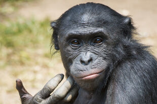 Bonobo - © Foto: iStock/guenterguni