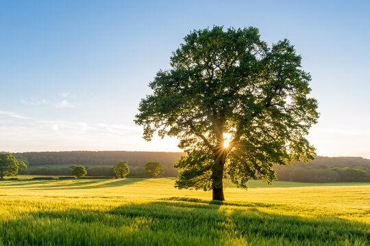 Baum - © Foto: iStock/ChrisHepburn
