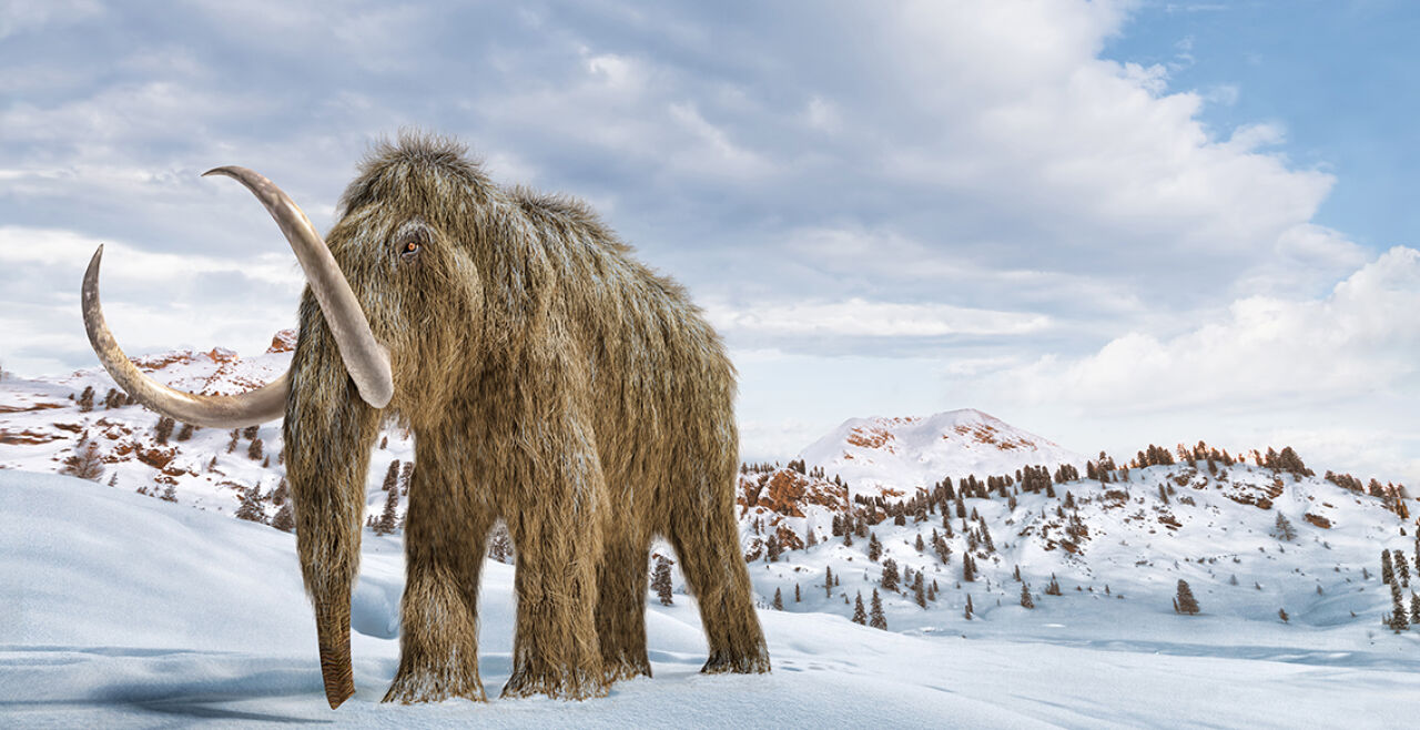 Mammut - © Foto: iStock/leonello