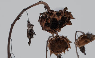 Sterbehilfe - © Foto: iStock/rootstocks