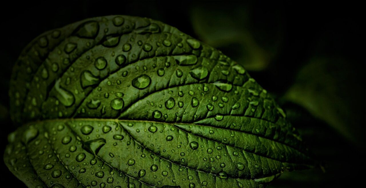 Grün-schwarz - © Foto: Pixabay