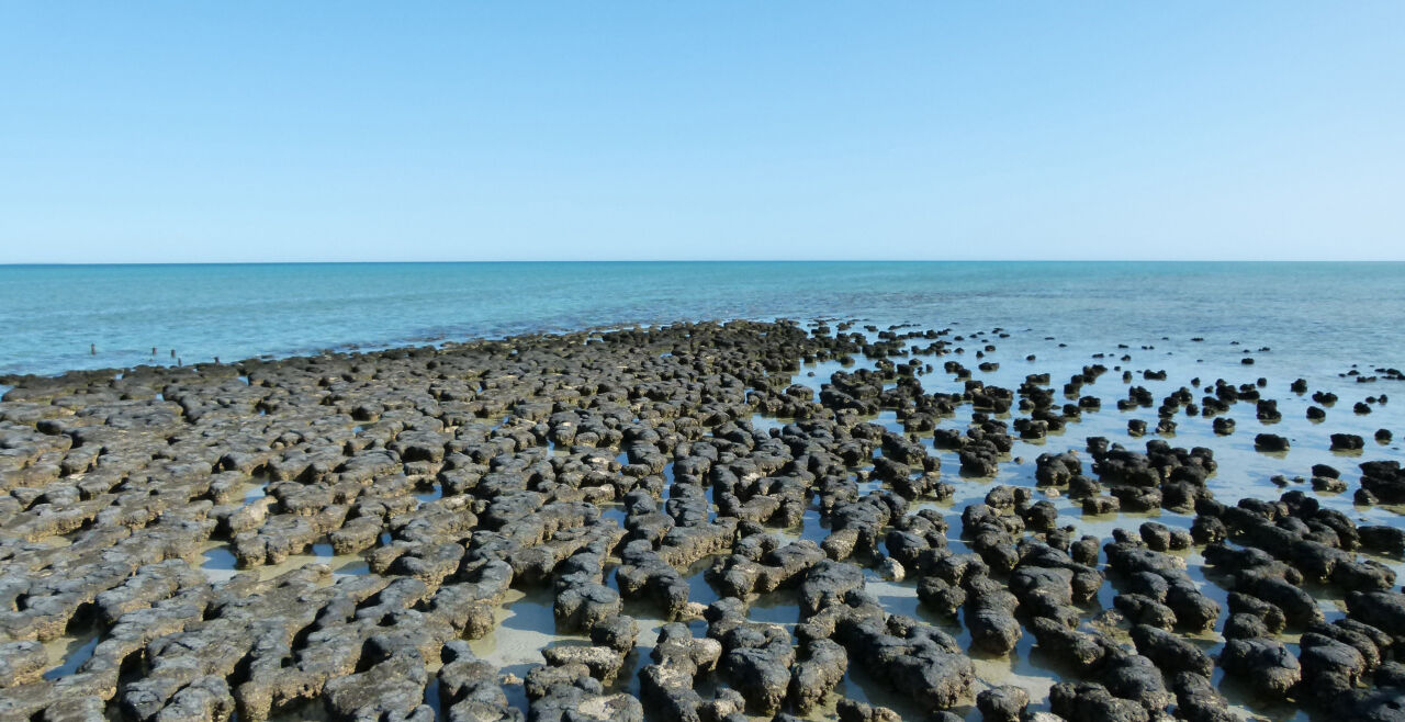 Australien Shark Bay Mikroben Stromatolithen - © Foto: Sebastian Viehmann