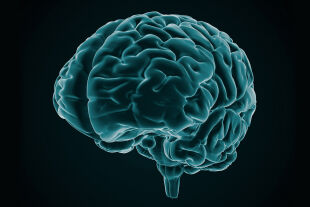 Gehirn - © Foto: iStock/Firstsignal
