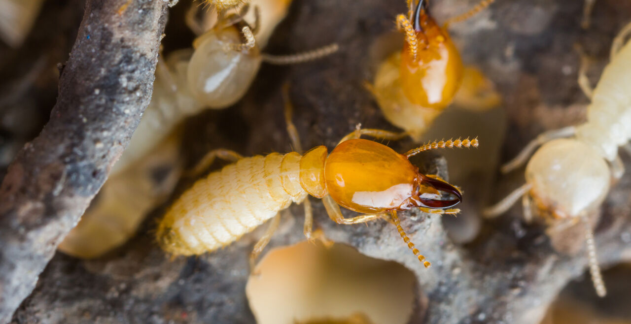 Termite - © Foto: iStock/smuay