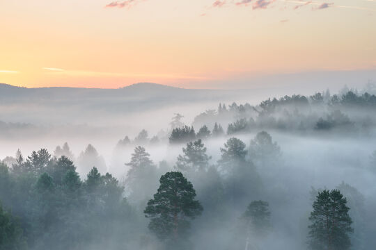 Wald Morgen - © Foto: iStock/Redline96