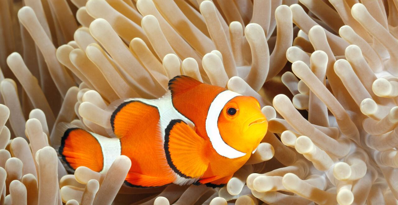 Clownfish - © Foto: iStock/cbpix