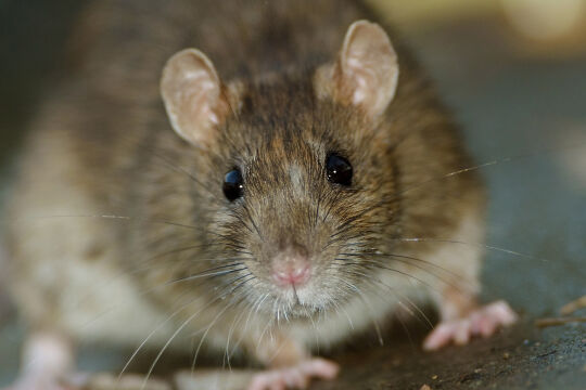 Ratte rattus rattus - © Foto: iStock/gallinago_media