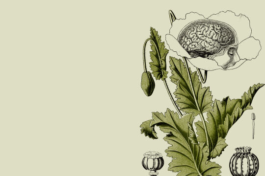 Pflanzen Drogen - © Illustration: Rainer Messerklinger unter Verwendung zweier Bilder von iStock/duncan1890 bzw iStock/ivan-96