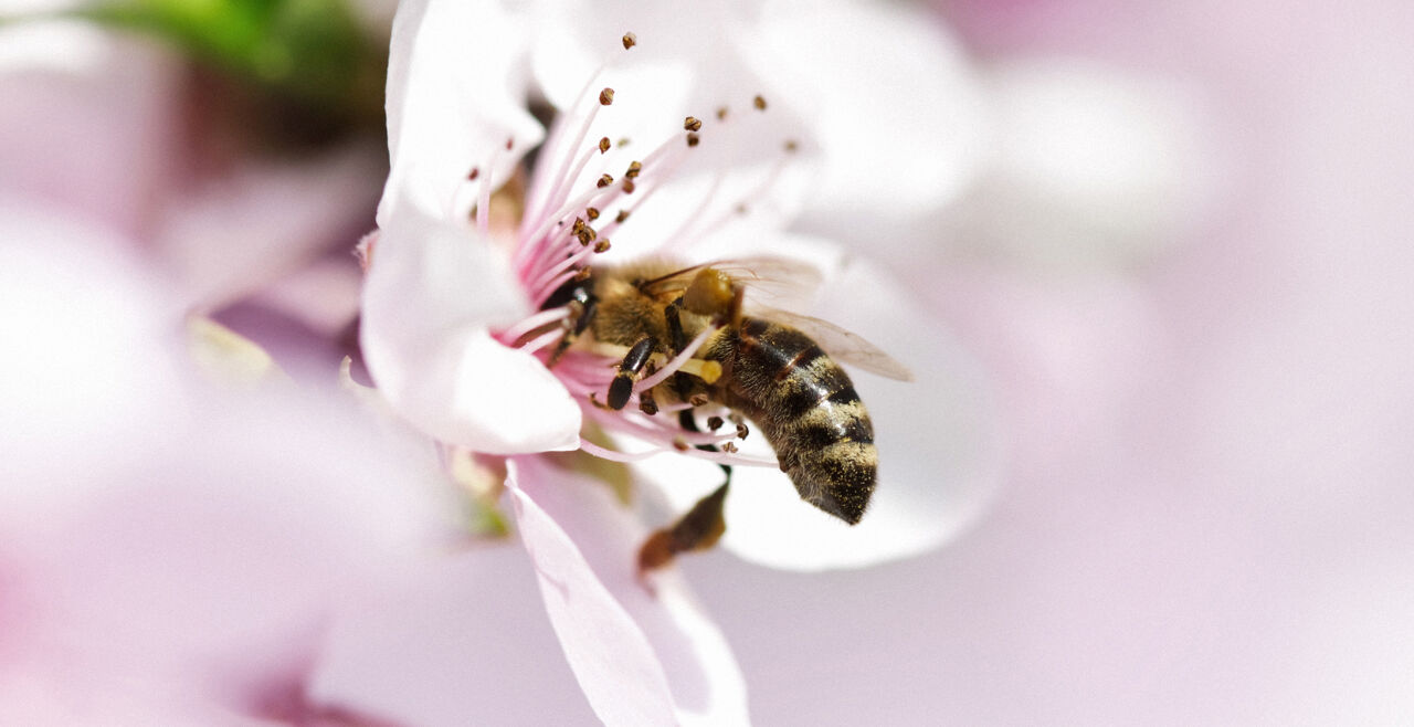 Biene Blume - © Foto: iStock/Jasmina007